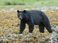 Black Bear